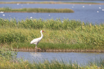Siberian crane (Grus leucogeranus) searching for food
