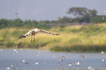 Bird in flight - Siberian crane (Grus leucogeranus)