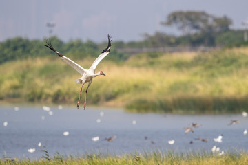 Bird in flight - Siberian crane (Grus leucogeranus)
