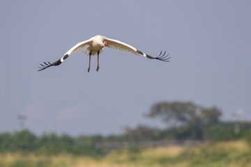 Bird in flight - Siberian crane (Grus leucogeranus)