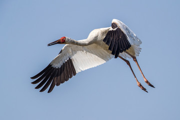 Bird in flight - Siberian crane (Grus leucogeranus)