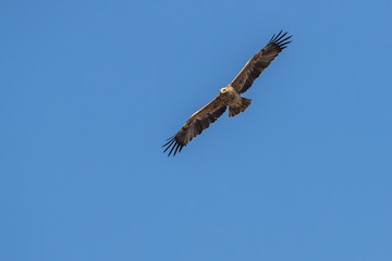 Bird in flight - Imperial Eagle  (Aquila heliaca)