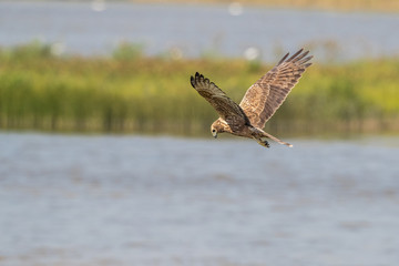 Bird in flight -  Eastern Marsh Harrier (Circus spilonotus)