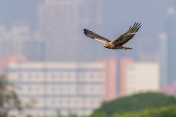 Bird in flight -  Eastern Marsh Harrier (Circus spilonotus)
