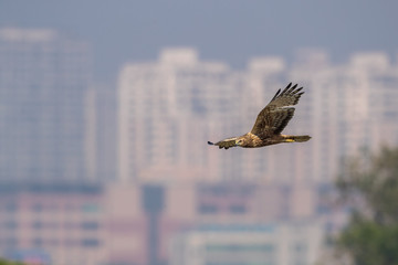 Obraz premium Bird in flight - Eastern Marsh Harrier (Circus spilonotus)