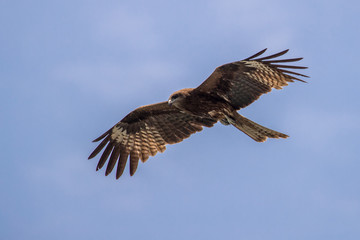 Bird in flight - Black Kite  (Milvus migrans)