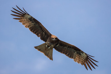 Bird in flight - Black Kite  (Milvus migrans)