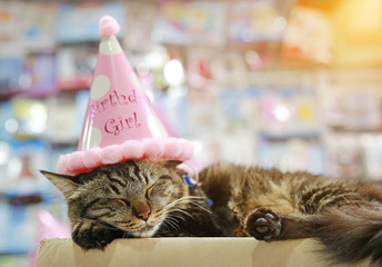 Thai cat sleeping with birthday paper hat on head.