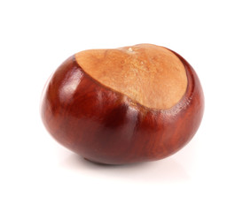 chestnut isolated on white background closeup