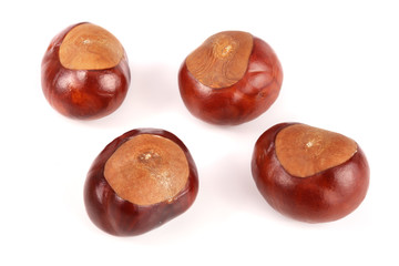 chestnut isolated on white background closeup