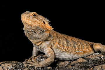 Obraz premium Three quarter profile portrait of a bearded dragon on a log looking to the left set against a black background