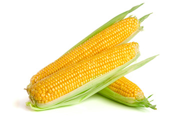 ear of corn isolated on a white background