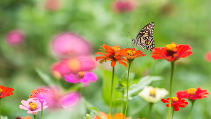 Butterfly on the pollen
