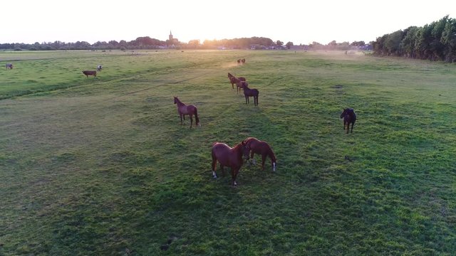 Aerial of group of brown horses during sundown curious animals checking out the drone camera drone slowly moving towards the domesticated animals located at meadow pasture early evening sundown 4k