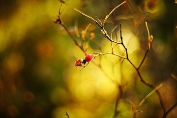 Autumn background. Abstract vintage autumnal background with colorful leaves and sun flares. Golden autumn forest