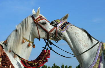 Pair Arabian Horse. Two mares head to head, sniffing at each other 