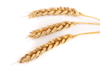 three ears of wheat isolated on white background. Top view