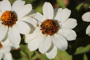 marguerite