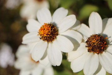 marguerite2
