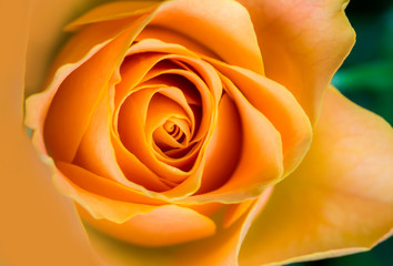 eine Nahaufnahme von einer lachsfarbenen Rose