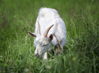 A young white goat grazes in a meadow