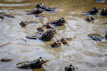 A mud pool full of frogs