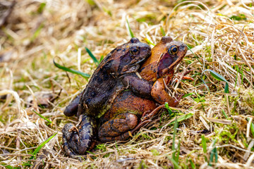 Two frogs breeding on the grass