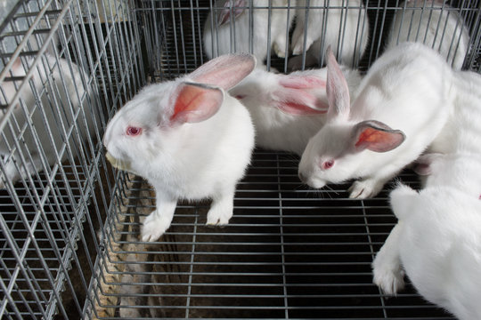 conejo