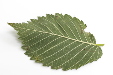 Laubblatt Rückseite im Detail