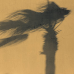 Shadow of palm tree on a windy day
