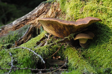 Samtfußkrempling, Tapinella atrotomentosa