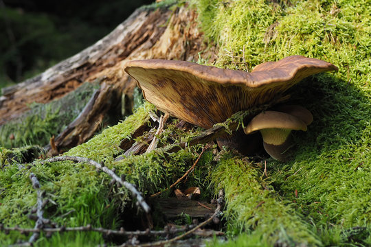 Samtfu&szlig;krempling, Tapinella atrotomentosa