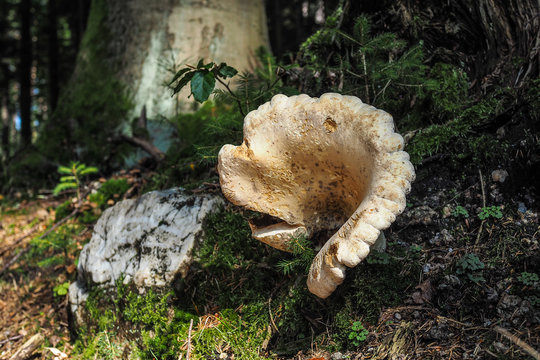 Wolliger Milchling, Lactarius vellereus
