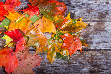 Maple foliage on the table