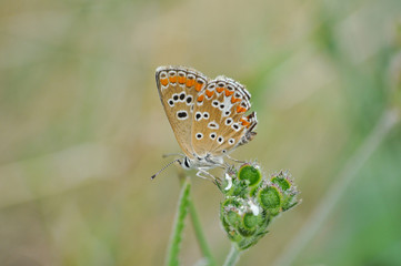 Aricia agestis, Brown Argus butterfly in nature. Common blue butterfly on wild flowers
