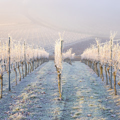 Winter und morgendlicher Bodenfrost im Weinberg