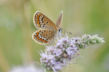 Silver-studded Blue butterfly on mint flower. Plebejus argus butterfly in nature
