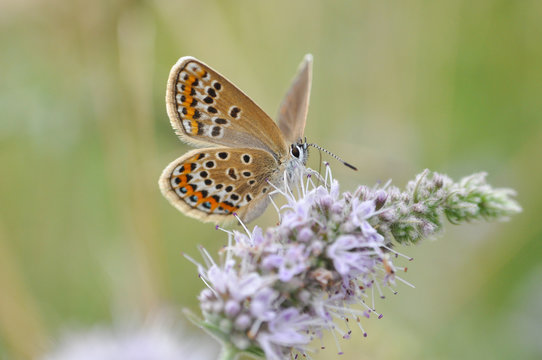 Silver-studded Blue butterfly on mint flower. Plebejus argus butterfly in nature
