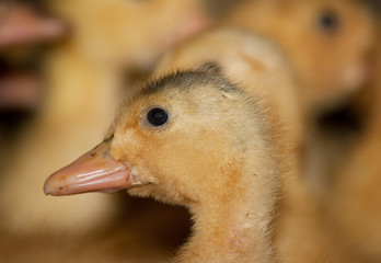Portrait of a little yellow duckling closeup
