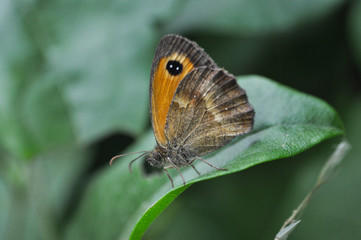 Gatekeeper butterfly in nature. Pyronia tithonus or gatekeeper butterfly on leaf in bush
