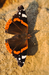 Fototapeta na wymiar Red Admiral butterfly resting on wall. Vanessa atalanta or red admiral butterfly.