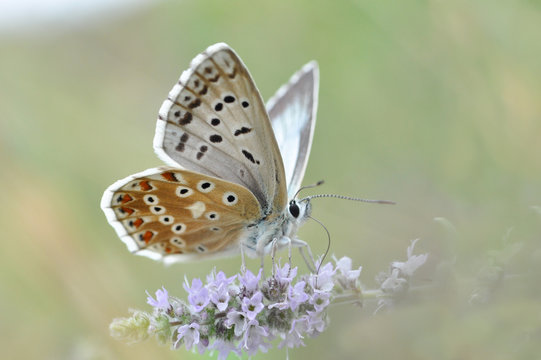 Chalkhill Blue butterfly on mint flower. Polyommatus coridon butterfly in nature
