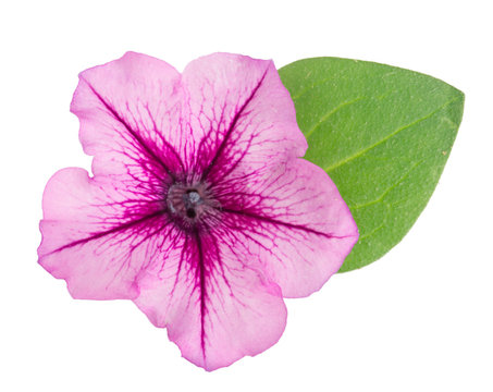 pink flower of petunia with green leaves isolated on white background
