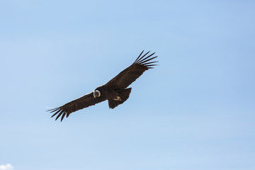 Condor