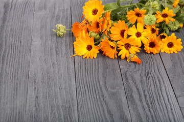 Calendula officinalis. Marigold flower with leaf on black wooden background with copy space for your text