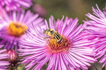 Insekt auf blüte