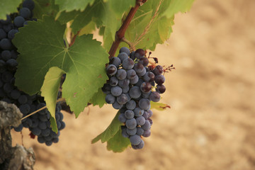 Garnacha2