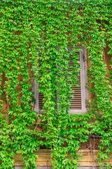 Window on the old building in Rome, covered by ivy.
