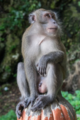 Naklejka na ściany i meble Orang-utans and Long-tailed macaques