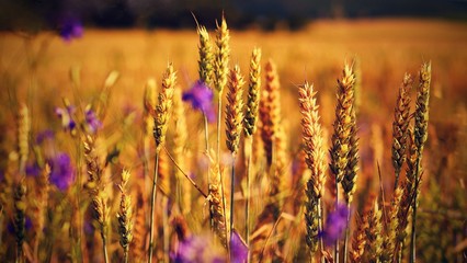 Field with grain. at harvest in sunset. Closeup on golden wheat field.